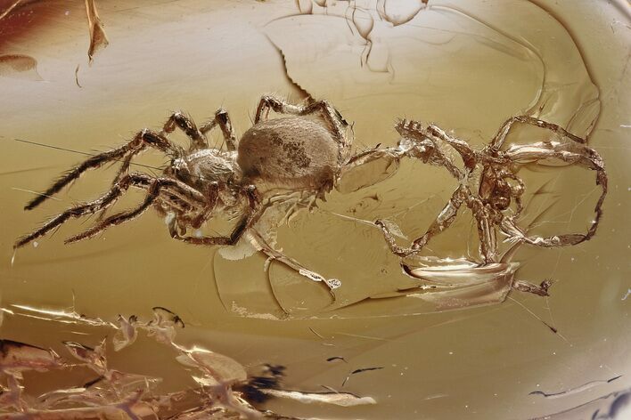 Freshly Molted Spider w/ Exuvia and Webs In Baltic Amber - RARE!!! #328110